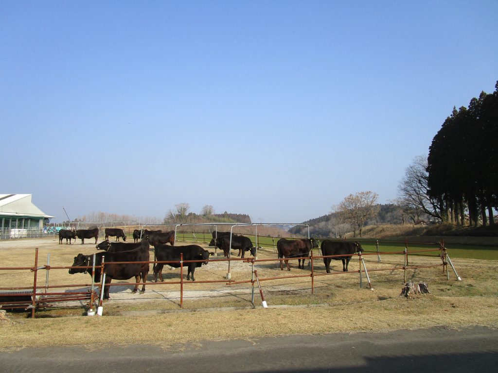 高原牧場　牛