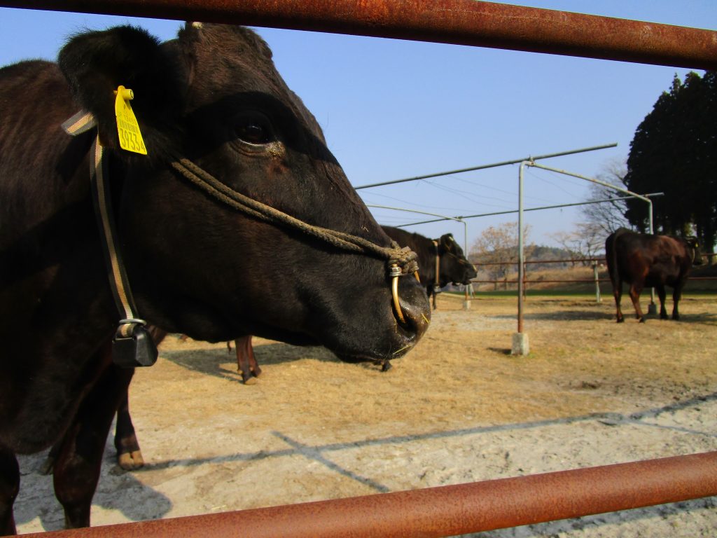 高原牧場　牛
